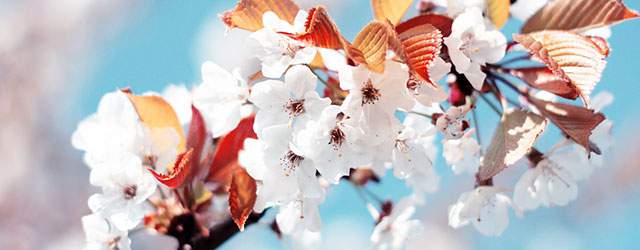無料壁紙 桜の花を撮影した綺麗な写真画像まとめ 夜桜 しだれ桜 青空 Switchbox