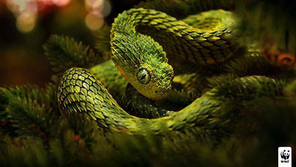 尖った鱗を持つグリーンの蛇を撮影したかっこいい写真壁紙画像