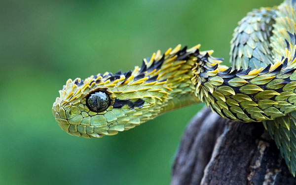 黄色と黒の美しい鱗を持つ鋭い目をした蛇のかっこいい写真壁紙画像