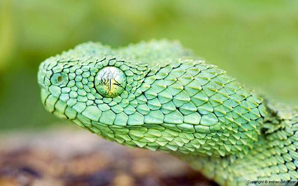 硬い鱗のグリーンのヘビをアップで撮影した綺麗な写真壁紙画像