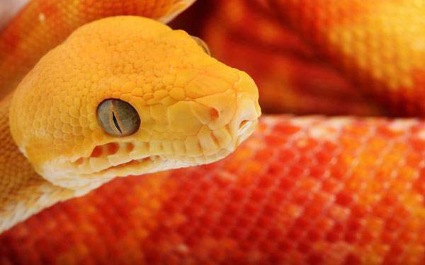 オレンジ色のグラデーションが綺麗なヘビを撮影した写真壁紙画像