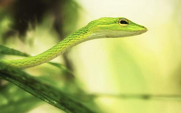 大きな頭を持つ綺麗なグリーンの蛇を撮影した可愛い写真壁紙画像