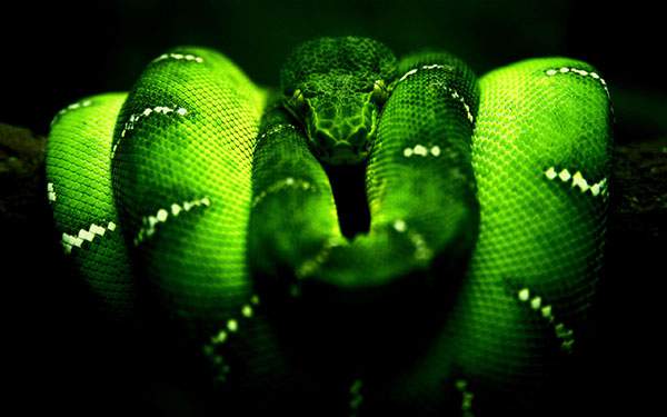 暗闇の中のグリーンの蛇を撮影したカッコイイ写真壁紙画像