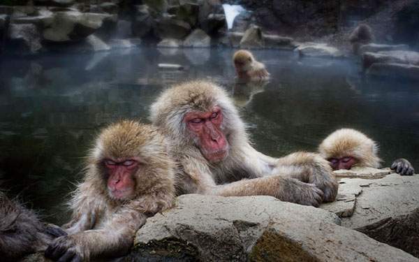 岩に掴まって気持ち良さそうに温泉に入る猿達を撮影した写真壁紙画像