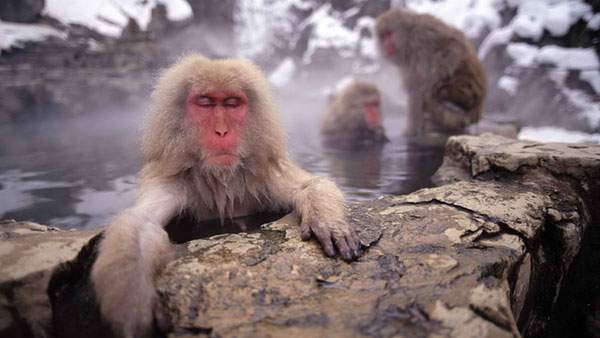 雪の中の温泉に入って気持ちよさそうに目を閉じる猿をアップで撮影した写真壁紙画像