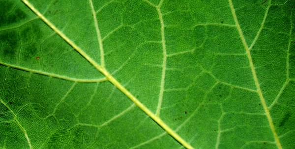 Leaf Texture 04