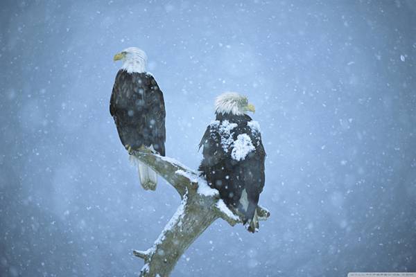 雪の中の2羽のタカを撮影したかっこいい写真壁紙画像