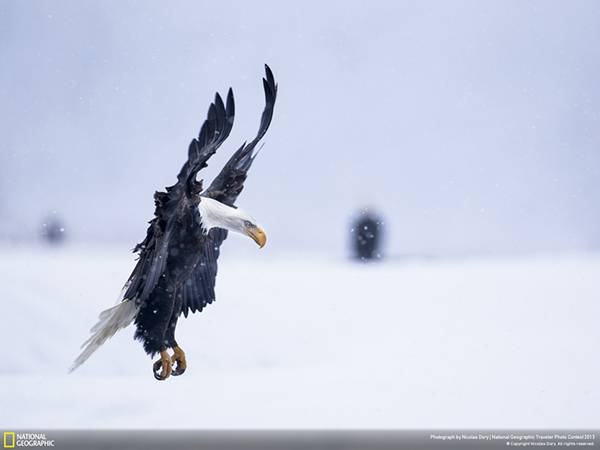 羽をまっすぐに広げて雪道に降り立つタカを撮影した写真壁紙画像