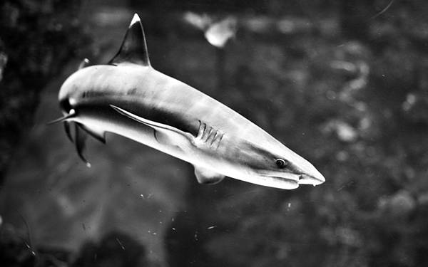 優雅に泳ぐ鮫をハイコントラストなモノクロ写真にしたかっこいい壁紙画像