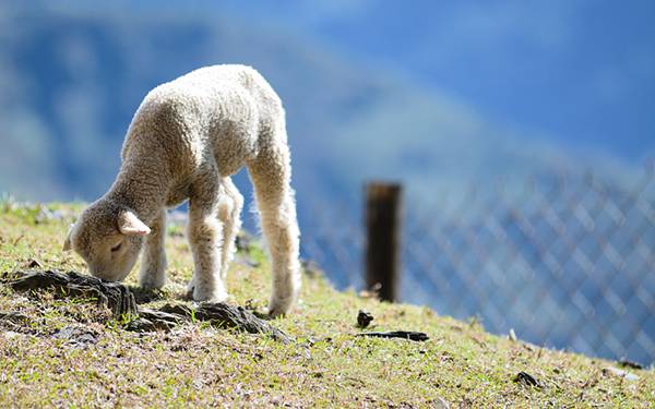 草を食べる子羊を撮影した可愛い写真壁紙画像