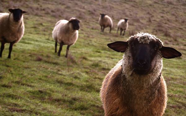 カメラ目線の羊達を撮影した可愛い写真壁紙画像