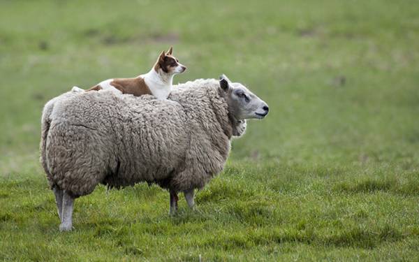無料壁紙 羊を撮影した可愛い写真画像まとめ 子羊 羊飼い 牧羊犬 Switchbox