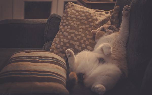 08.ソファーで大胆な仰向けのポーズで眠る猫の可愛い写真壁紙画像