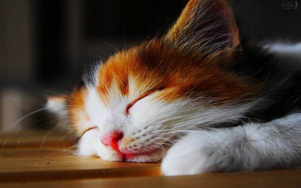 11.床に顔をぺったり付けて眠る子猫の可愛い写真壁紙画像