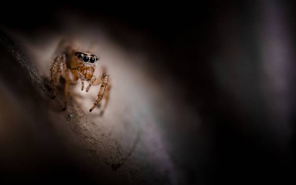 暗闇の仲の蜘蛛をマクロ撮影したかっこいい写真壁紙画像