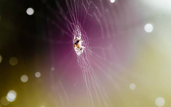 蜘蛛の巣の中心にいるクモを撮影した綺麗な紫の写真壁紙画像