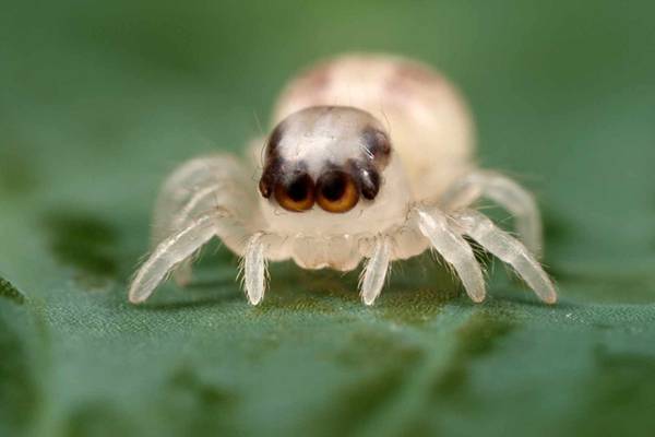 かわいい 蜘蛛 鬼蜘蛛の毒は強い！？飼育方法・寿命・種類・天敵について解説