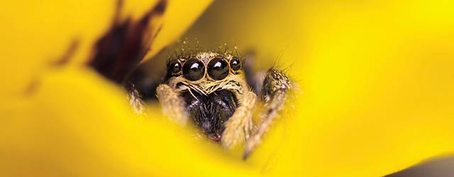 無料壁紙 クモをマクロ撮影した綺麗な写真壁紙画像まとめ 蜘蛛の巣 花 葉 Switchbox