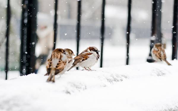 雪の中で寒そうにしているスズメたちの可愛い写真壁紙画像