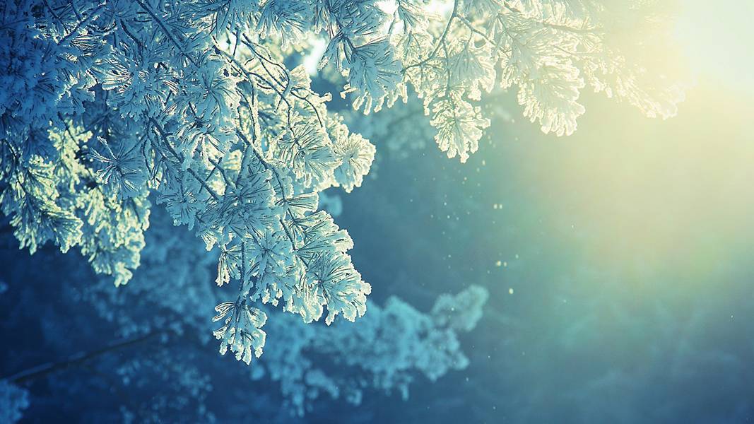 雪の積もった木々の枝を逆光で撮影した美しい写真壁紙画像