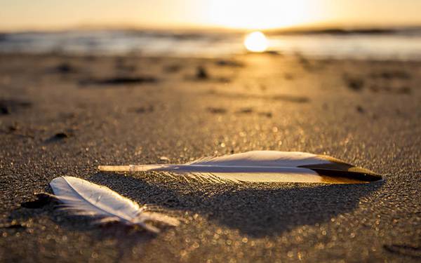 02.夕日の浜辺に落ちた羽を撮影した綺麗な写真壁紙画像