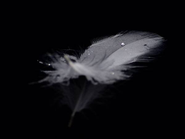 無料壁紙 鳥の羽毛を撮影した美しい写真画像まとめ 雫 孔雀 羽ペン Switchbox