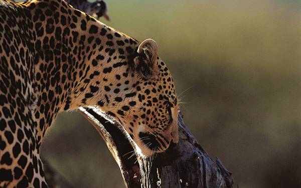 06.木に寄りかかったジャガーの横顔を撮影したカッコイイ写真壁紙画像