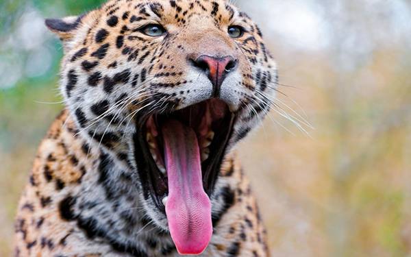 11.長い舌を出してちょっとマヌケな表情なジャガーの写真壁紙画像