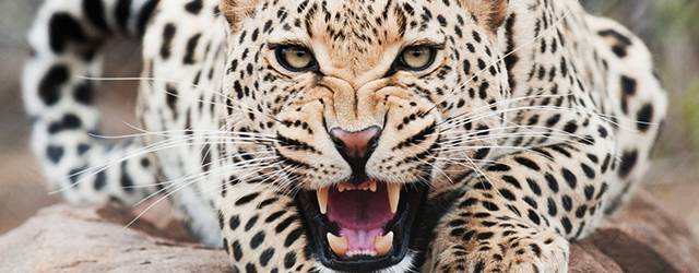 無料壁紙 動物のジャガーのカッコイイ写真画像まとめ 威嚇 昼寝 草原 Switchbox