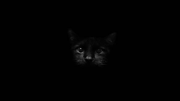 05.真っ暗な背景の中の黒猫を撮影した可愛い写真壁紙画像