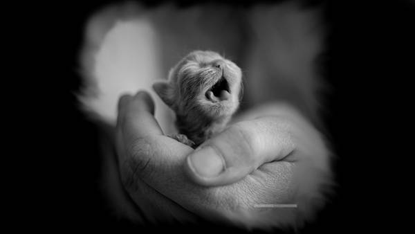 11.手の上の生まれたての子猫を撮影した可愛い写真壁紙画像