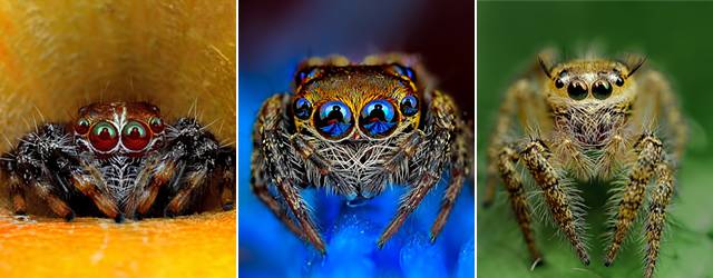 グロい それとも綺麗 クモの目を超接写撮影した写真作品シリーズ Switchbox