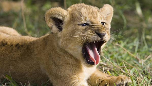 02.大あくびをするライオンの赤ちゃんを撮影した可愛い写真壁紙画像