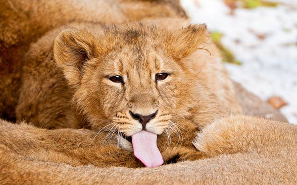 08.大きな舌を出してのんびりしているライオンの可愛い写真壁紙画像