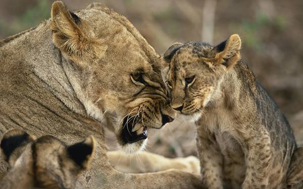 11.顔を突き合わせるライオンの親子を撮影したカッコイイ写真壁紙画像