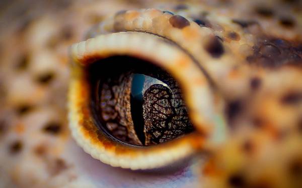 07.爬虫類の目を超アップで撮影したカッコイイ写真壁紙画像