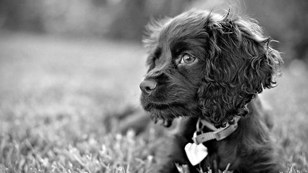 03.優しい目をした草の上の犬を白黒で撮影した可愛い写真壁紙画像