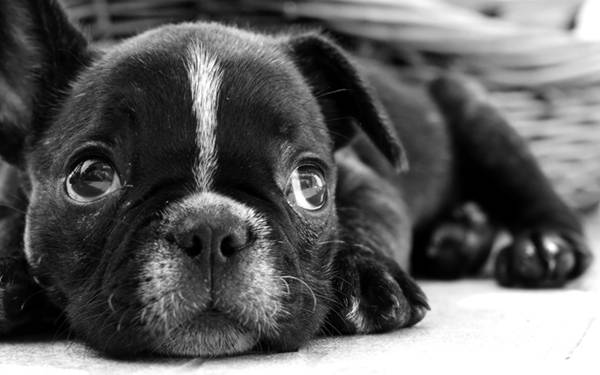 06.クリクリした目の犬を白黒で撮影した写真壁紙画像