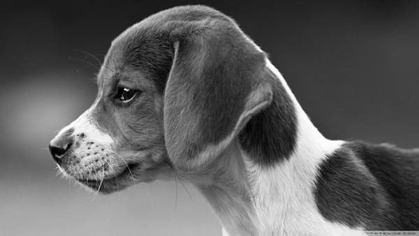 09.子犬の横顔をモノクロで撮影した可愛い写真壁紙画像