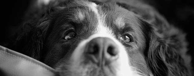 無料壁紙 モノクロで撮影された犬の可愛いくてオシャレな写真画像