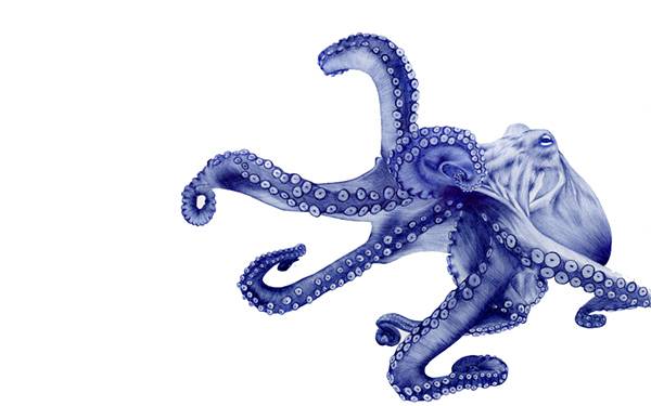 05.リアルな蛸を青一色で描いたシンプルなイラスト壁紙画像