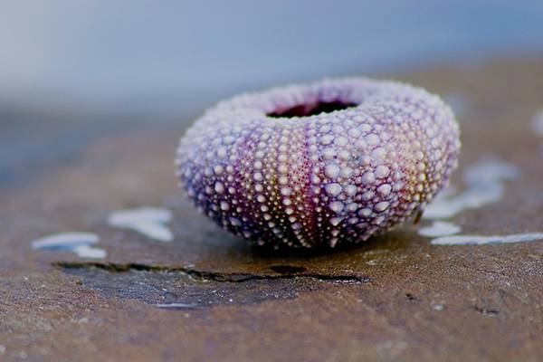 07.小さなツブツブの突起のある貝殻をアップで撮影した写真壁紙画像