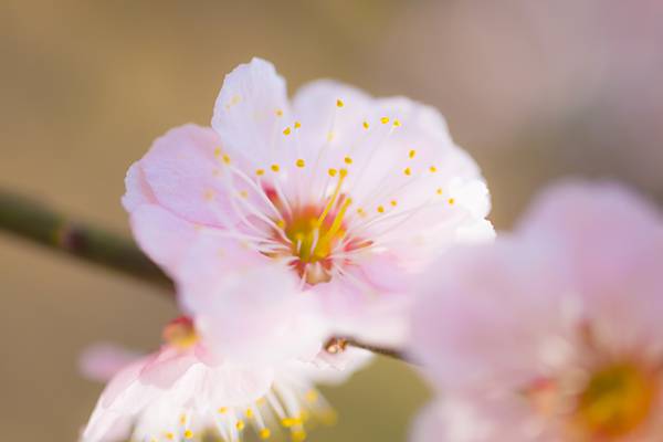ピンクの梅の花を撮影した可愛い無料写真素材