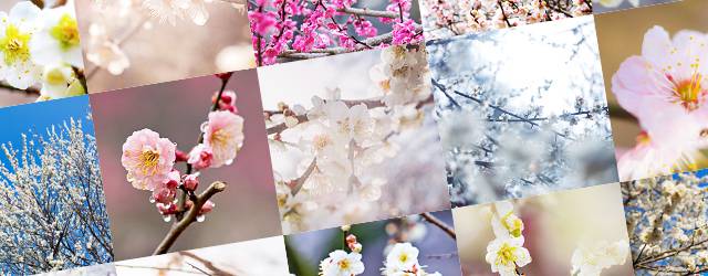 フリー写真素材 梅の花の綺麗な無料画像まとめ 白 ピンク 春 和風 Switchbox
