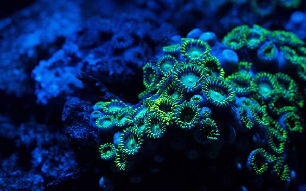 06.美しいブルーとグリーンのサンゴ礁を撮影した美しい写真壁紙画像