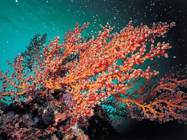 07.ピンクのサンゴ礁を撮影した綺麗な写真壁紙画像