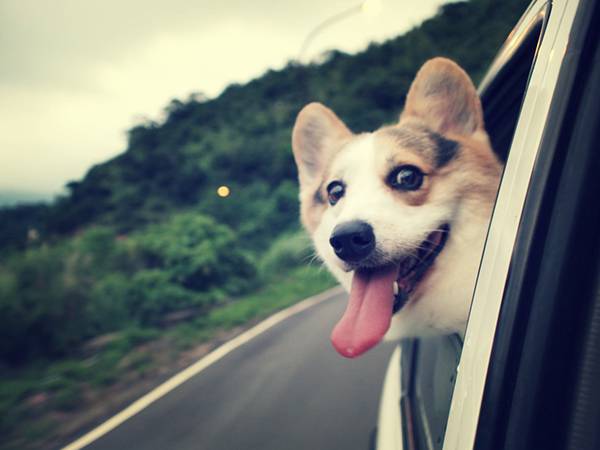 10.走る車の窓から楽しそうに舌を出すコーギー犬の可愛い写真壁紙画像