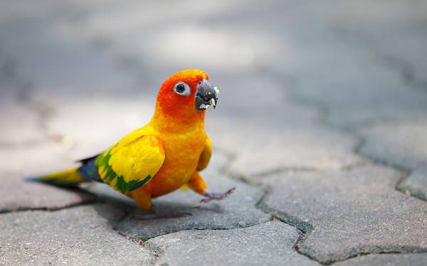 02.口に食べ物をたっぷりつけて嬉しそうに歩くインコの可愛い写真壁紙