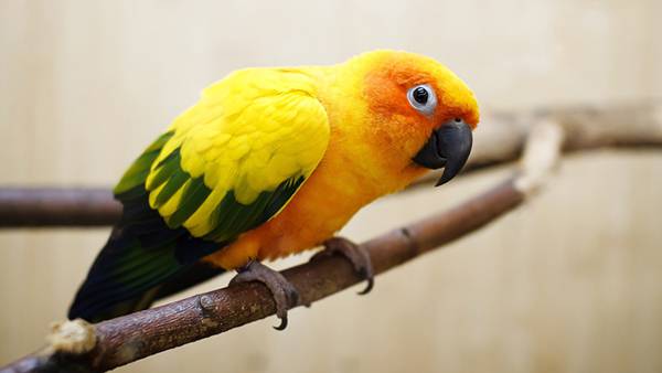 06.枝に止まった黄色い羽根のインコを撮影した綺麗な写真壁紙画像