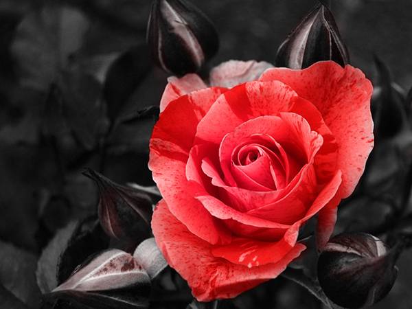 10.真っ赤な薔薇をパートカラーで撮影した美しい写真壁紙画像